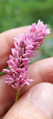 Persicaria pensylvanica