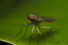 Chiromyzinae