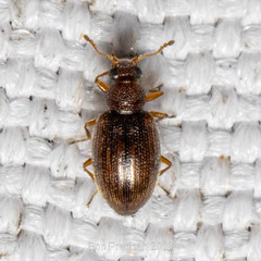 Corticariinae