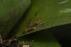 Scinax perpusillus