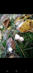 Fungi