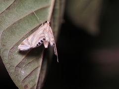 Eoophyla