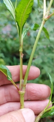 Persicaria pensylvanica