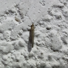 Eremochrysa punctinervis