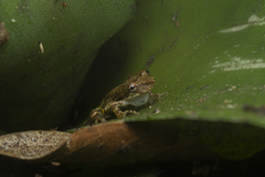 Scinax perpusillus