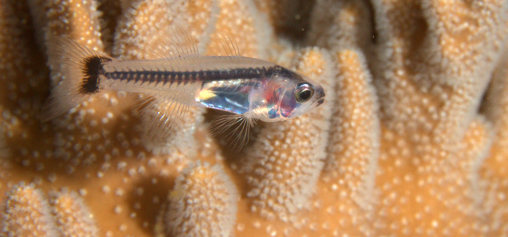 Spottail cardinalfish (Gymnapogon urospilotus) — Apogonidae