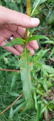 Persicaria pensylvanica