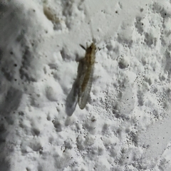 Eremochrysa punctinervis