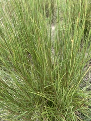 Schizachyrium scoparium