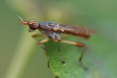 Dichetophora