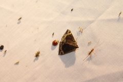 Hypena abalienalis