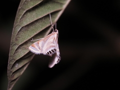 Eoophyla
