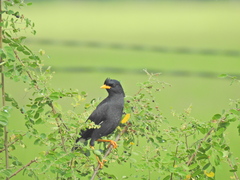 Acridotheres grandis