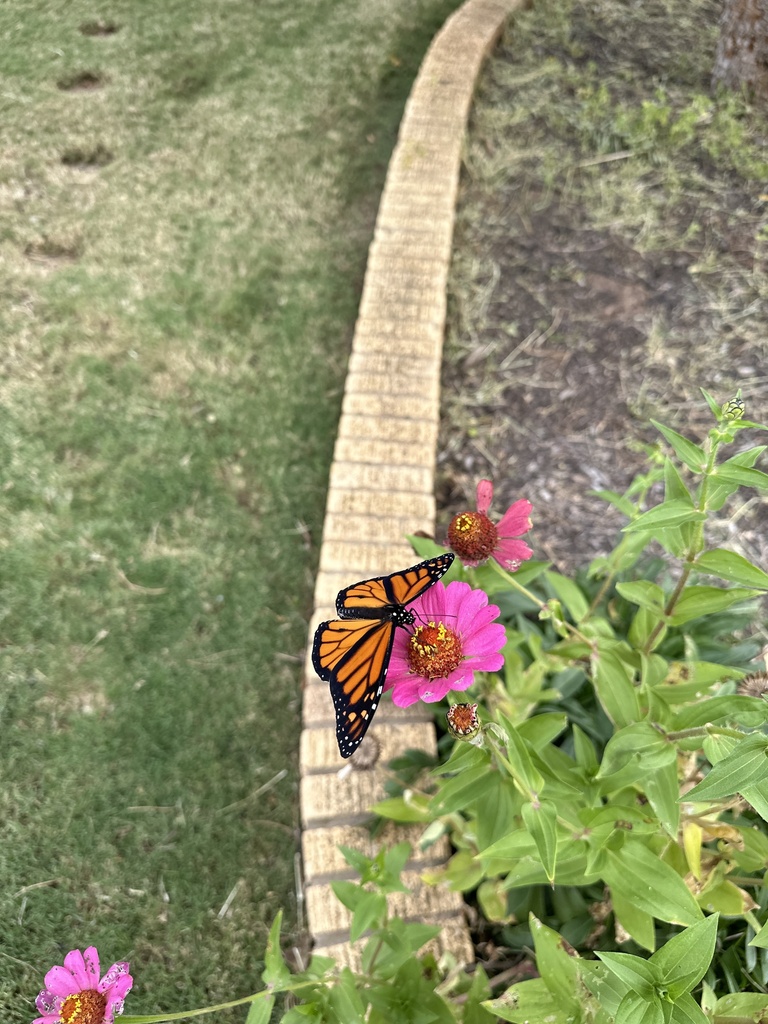 Monarch from E Floral Ave, Frederick, OK, US on October 23, 2022 at 10: ...