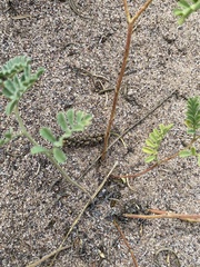 Dalea lanata