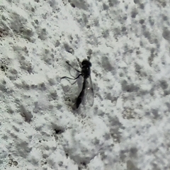 Dioprosopa clavata
