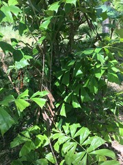 Bactris caryotifolia