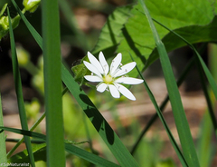 Stellaria bungeana