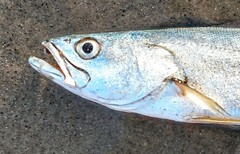Cynoscion parvipinnis