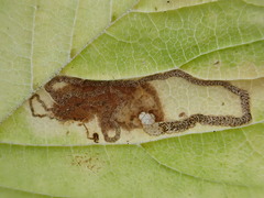 Stigmella lemniscella