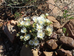 Drosanthemum framesii