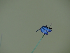 Zenithoptera lanei