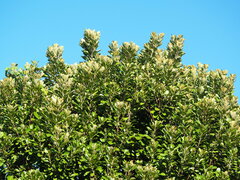 Planchonella obovata