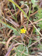 Tagetes