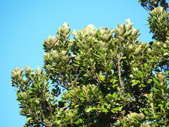 Planchonella obovata