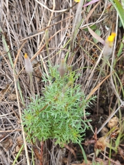 Tagetes