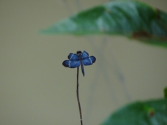 Zenithoptera lanei