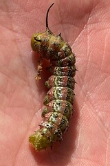 Anisota virginiensis