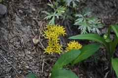 Sedum lanceolatum