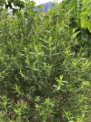 Baccharis dracunculifolia