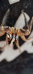Plexippus paykulli