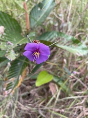 Osbeckia chinensis