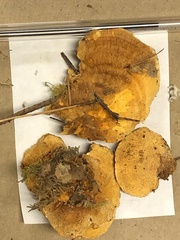 Pycnoporellus fulgens