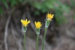 Agoseris glauca