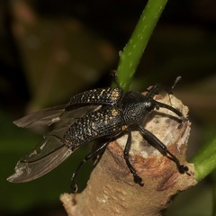 Molytinae
