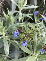 Echium candicans
