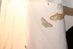 Cyclophora pendulinaria