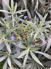 Echium candicans