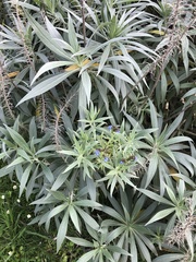 Echium candicans