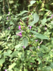 Dicliptera brachiata
