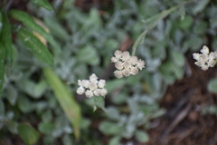 Antennaria parvifolia