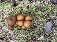 Kuehneromyces lignicola