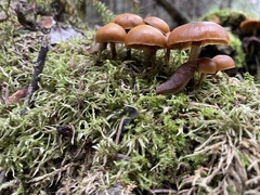 Kuehneromyces lignicola