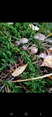 Fungi