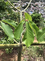 Pseudobombax grandiflorum