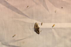 Costaconvexa centrostrigaria